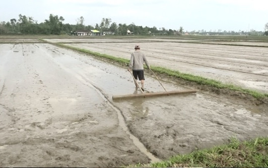 Vụ lúa hè thu 2025 sẽ cơ cấu giống lúa trung và ngắn ngày