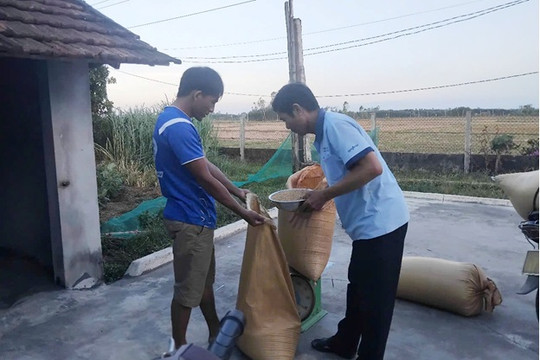Nông dân Thăng Bình chủ động giống lúa gieo sạ vụ mới