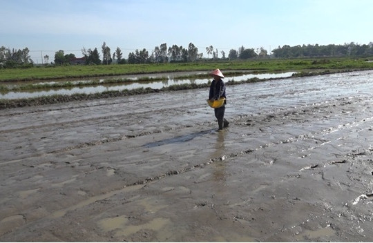 Nông dân Thăng Bình xuống giống trà 2 vụ lúa hè thu 2025