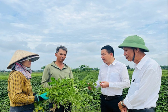 Kỳ vọng vùng trồng lá mùng năm