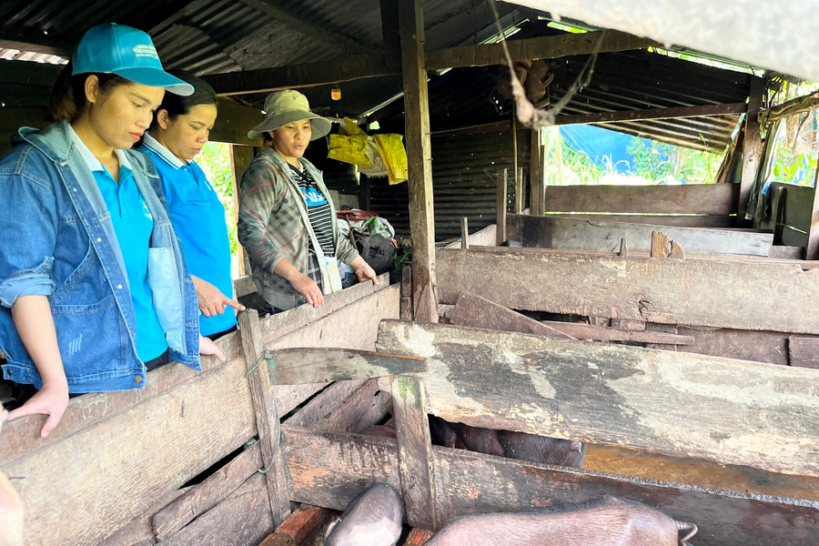 Hiệu quả từ mô hình nuôi heo đen theo nhóm hộ ở Phước Chánh