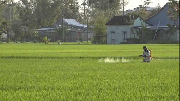 Tập trung chăm sóc và quản lý sinh vật gây hại lúa vụ đông xuân 2024 - 2025 giai đoạn đòng - trổ