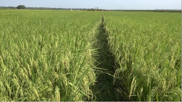 Ngày 20/4 cắt nước tưới vụ đông xuân 2024 - 2025