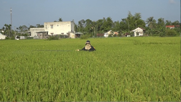 Rầy nâu gây hại 88ha lúa đông xuân ở Thăng Bình