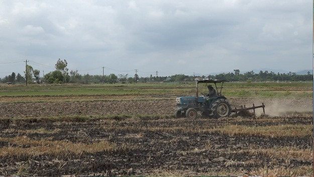 Hướng dẫn sản xuất lúa đầu vụ hè thu 2025