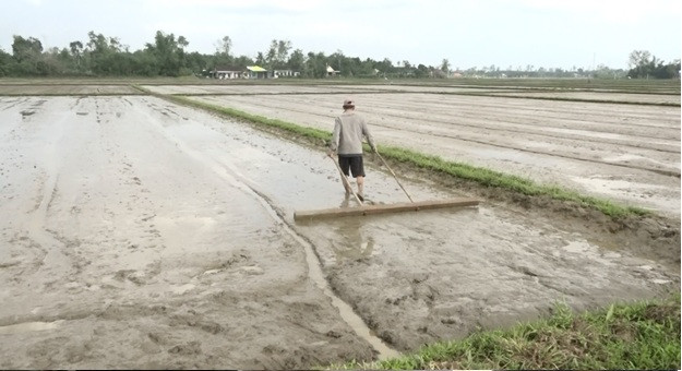 Vụ lúa hè thu 2025 sẽ cơ cấu giống lúa trung và ngắn ngày