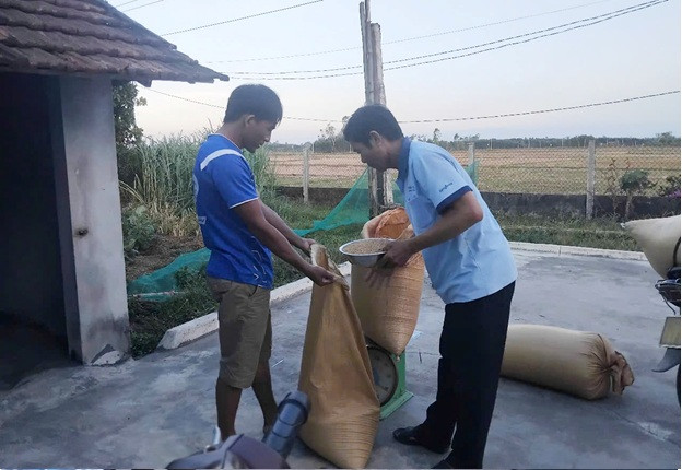 Nông dân Thăng Bình chủ động giống lúa gieo sạ vụ mới