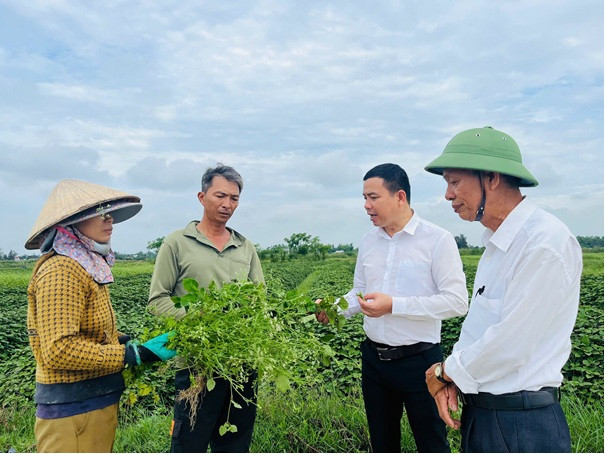 Kỳ vọng vùng trồng lá mùng năm