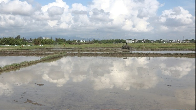 Giải pháp tập trung sản xuất lúa vụ hè thu năm 2025